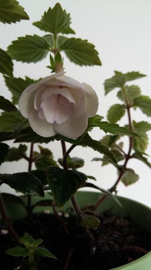 20160618_092454 - Double Picotee Rose