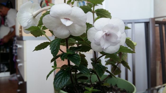 20160619_102447 - Double Picotee Rose