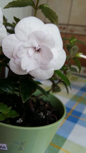 20160621_072927 - Double Picotee Rose