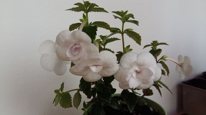 20160623_102101 - Double Picotee Rose