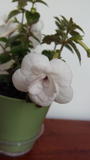 20160627_082848 - Double Picotee Rose