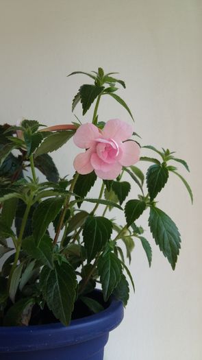 20160623_101817 - Double Pink Rose