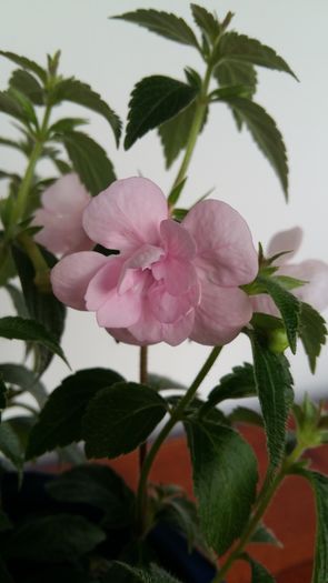 20160627_081352 - Double Pink Rose