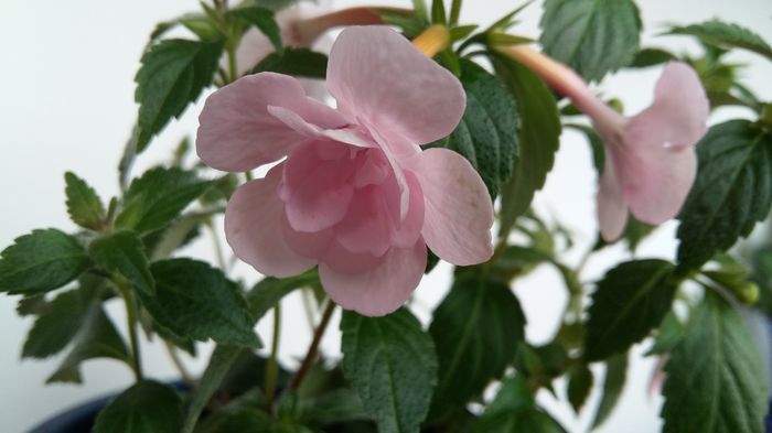 20160627_081405 - Double Pink Rose