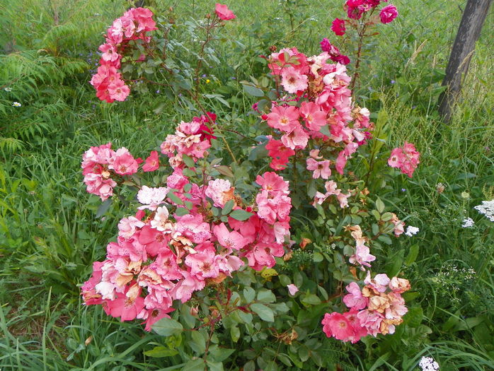 Douceur Normande - Trandafiri 2016 3
