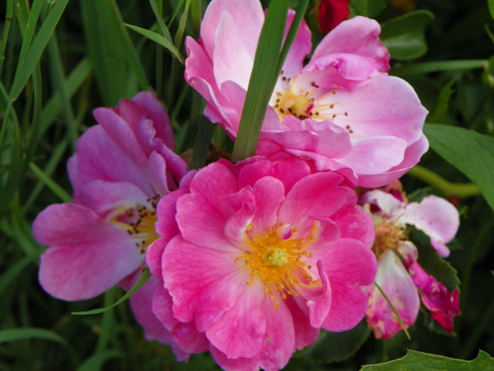 Magic Meillandecor - Trandafiri 2016 3