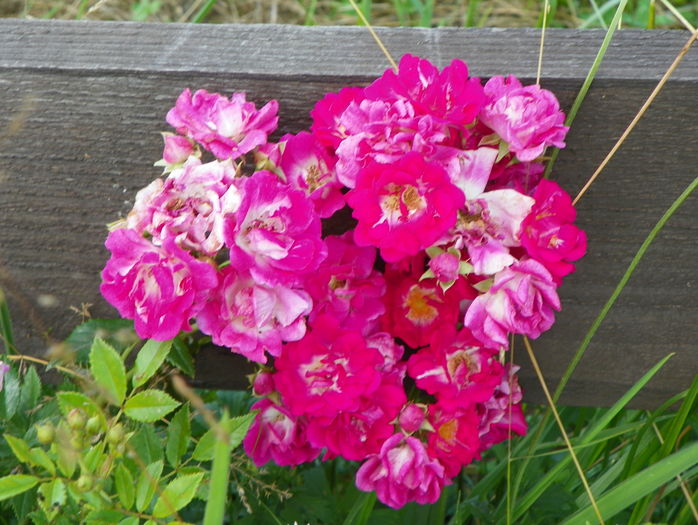 Super Excelsa - Trandafiri 2016 3