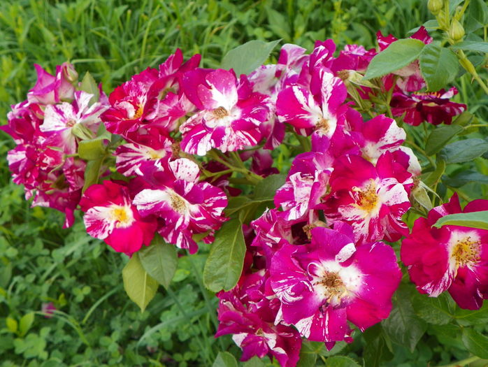 Purple Splash - Trandafiri 2016 3