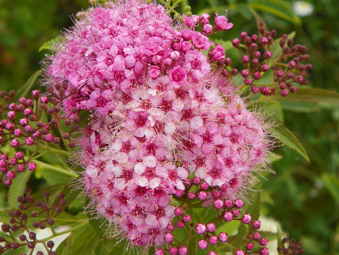 spiraea Genpei