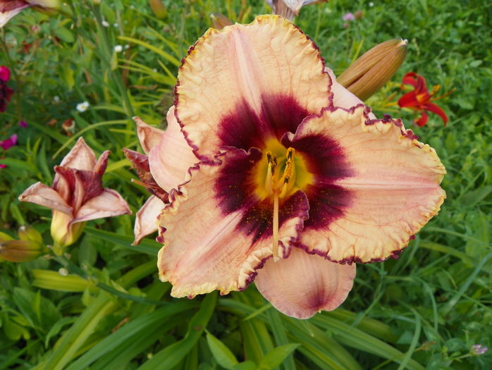 hemerocallis Daring Dilemma