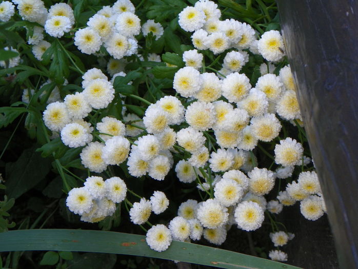 tanacetum parthenium