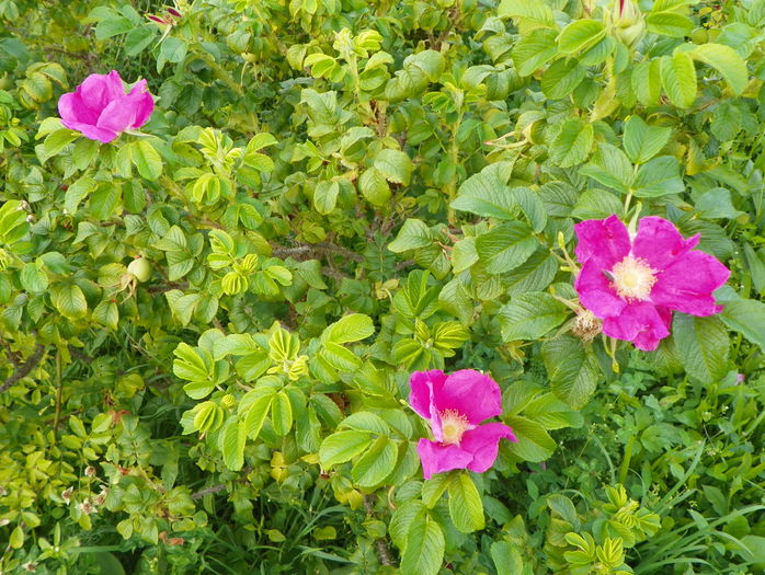 rosa rugosa - Trandafiri 2016 3