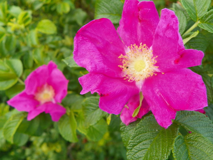 rosa rugosa
