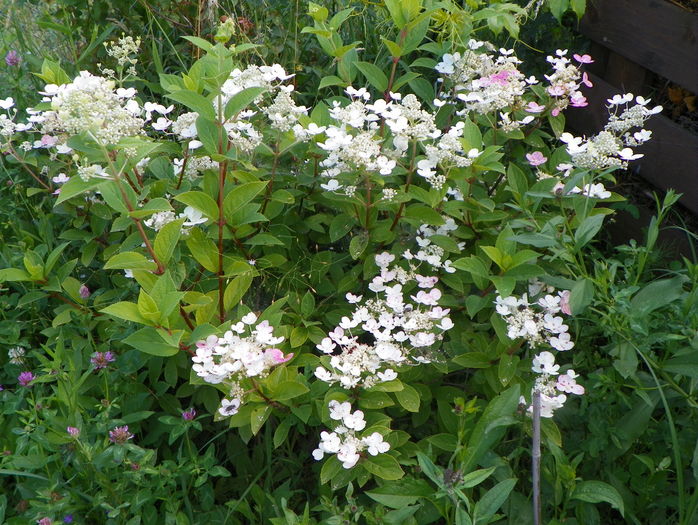 hydrangea Early Sensation