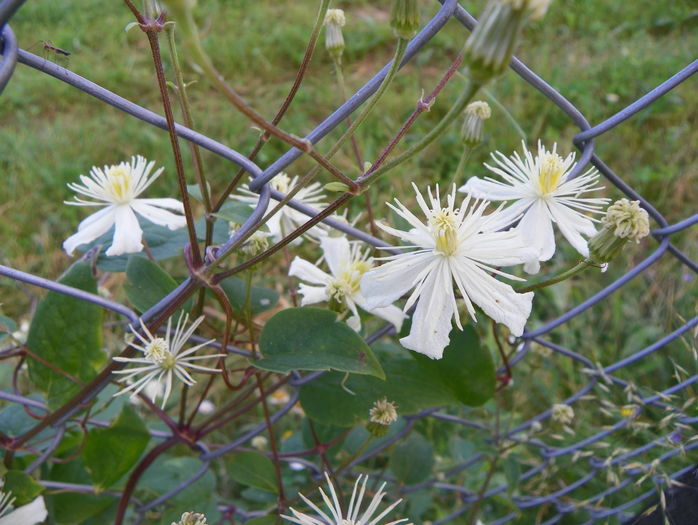 clematis Summer Snow