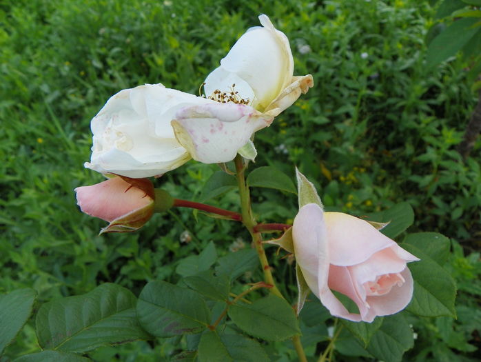 Uetersen Klosterrose - Trandafiri 2016 3