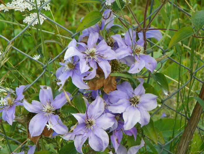 clematis Justa