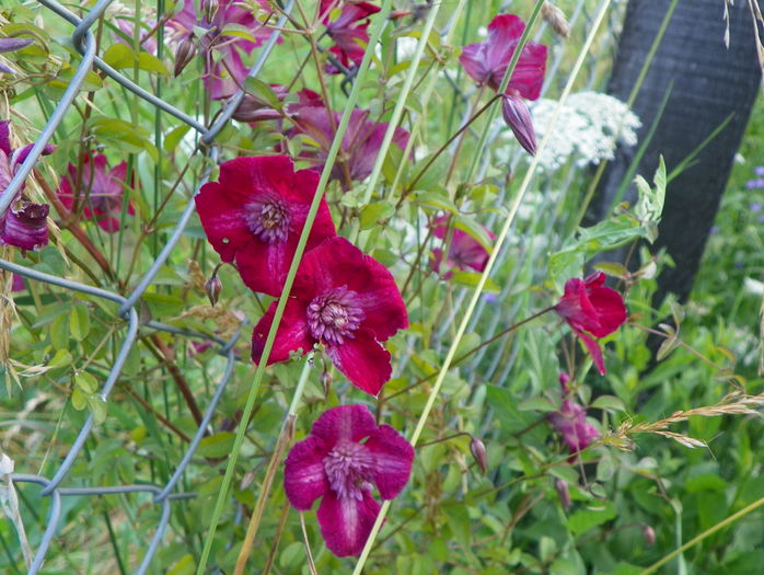 clematis Avant Garde