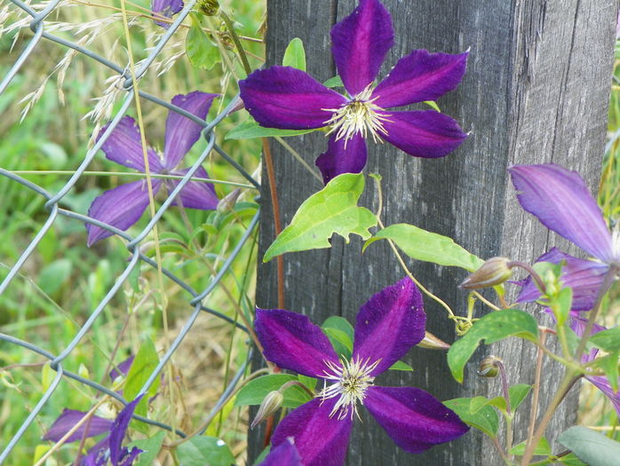 clematis Mikelite