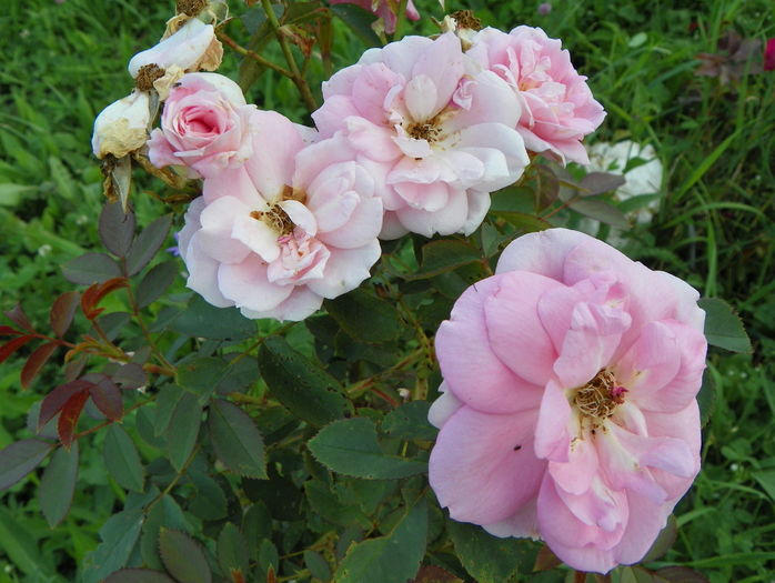 Prairie Joy - Trandafiri 2016 3