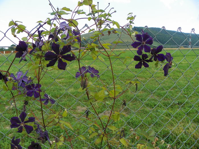 clematis Negritjanka