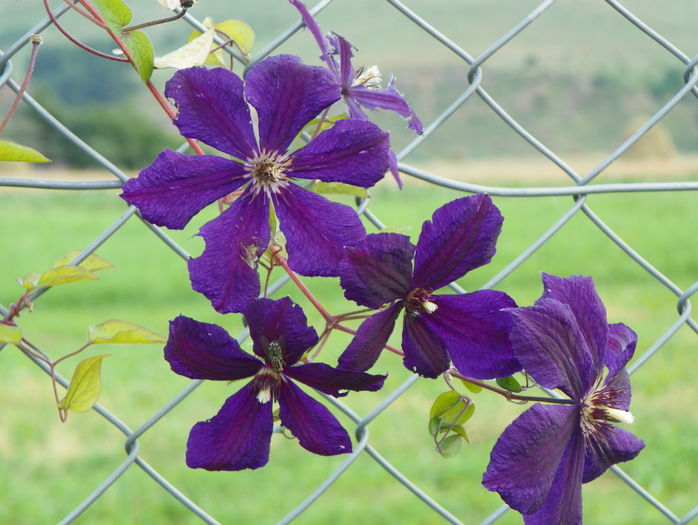 clematis Negritjanka - Dobarland 2016 2