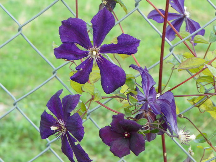 clematis Negritjanka