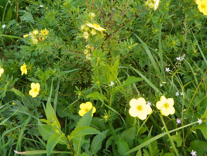 potentilla Goldfinger