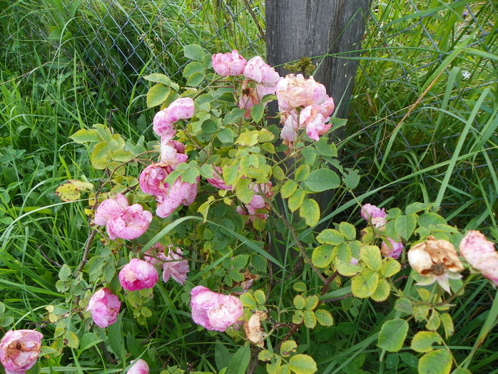 Raubritter - Trandafiri 2016 3