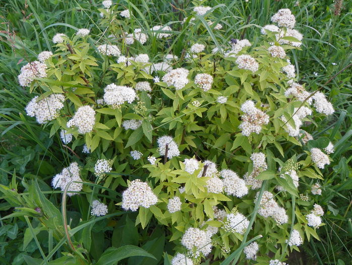 spiraea albiflora - Dobarland 2016 2