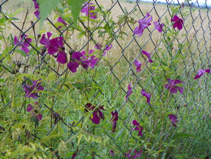 clematis Abundance - Dobarland 2016 2