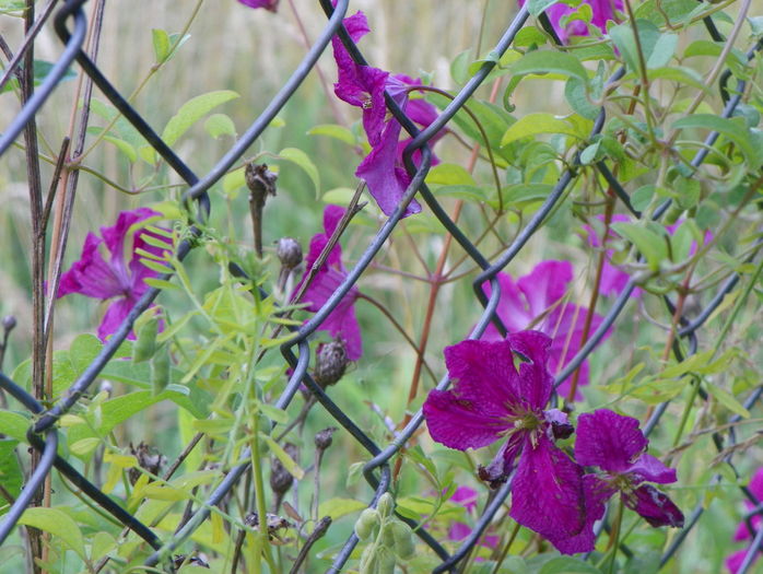clematis Abundance - Dobarland 2016 2