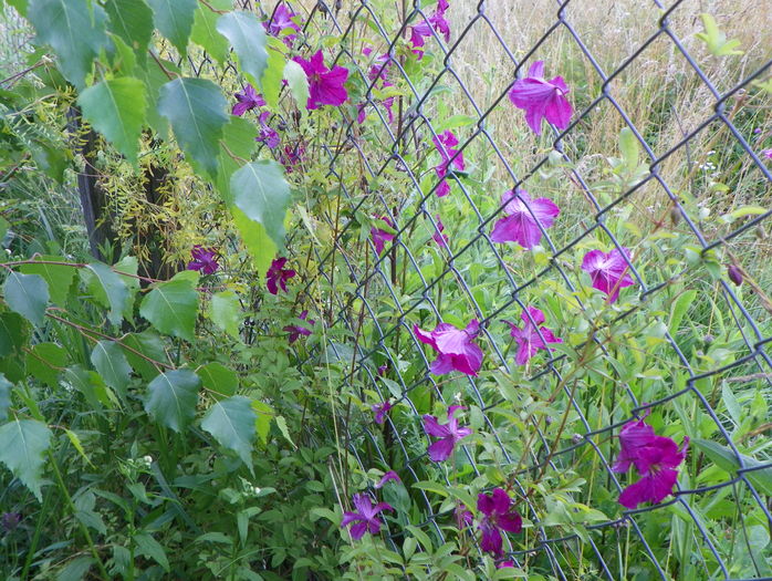 clematis Abundance