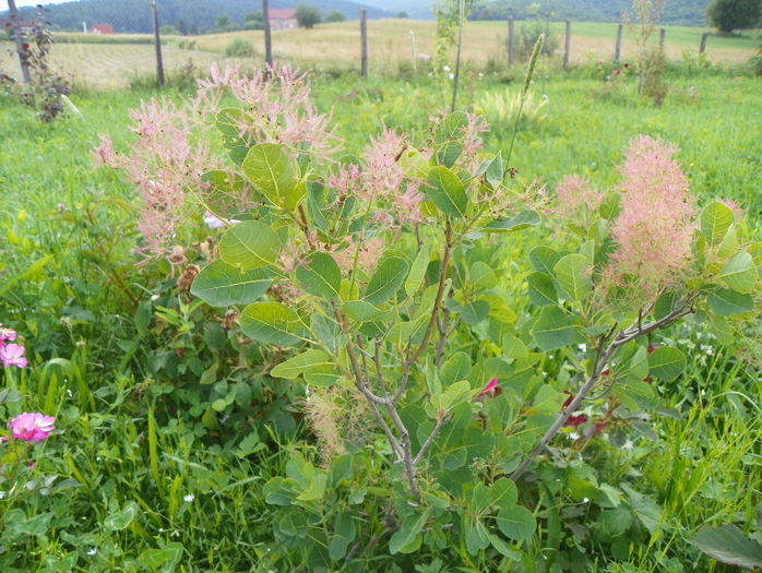 cotinus cogg. Young Lady