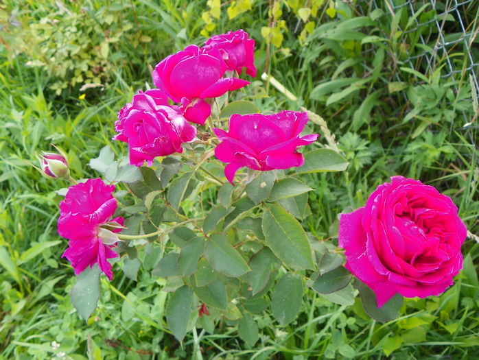 W. Shakespeare? - Trandafiri 2016 3