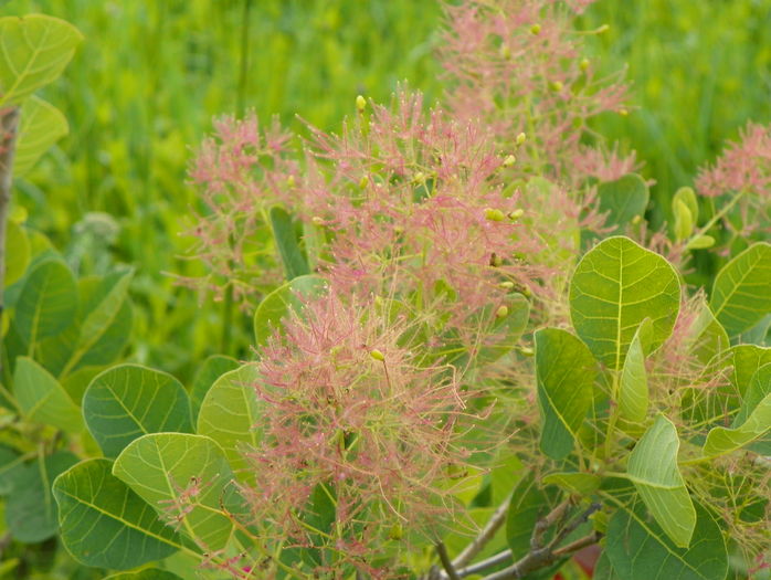 cotinus cogg. Young Lady