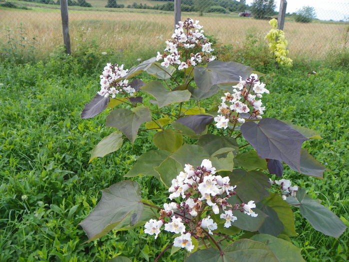 catalpa purpurea