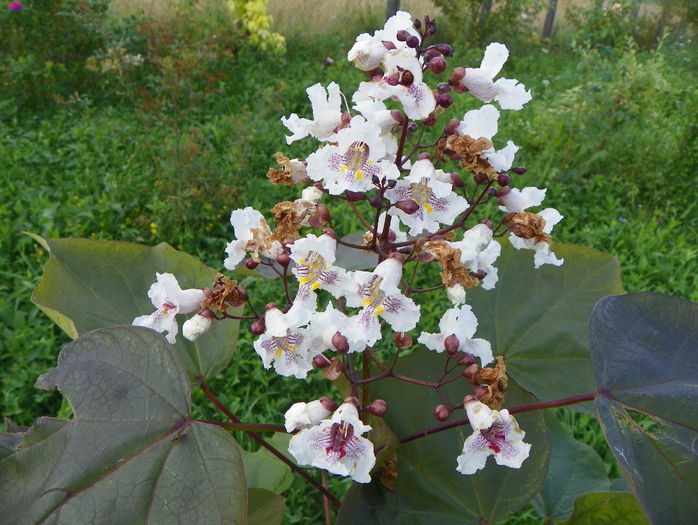catalpa purpurea