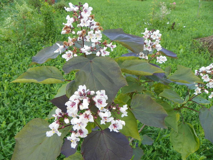 catalpa purpurea - Dobarland 2016 2