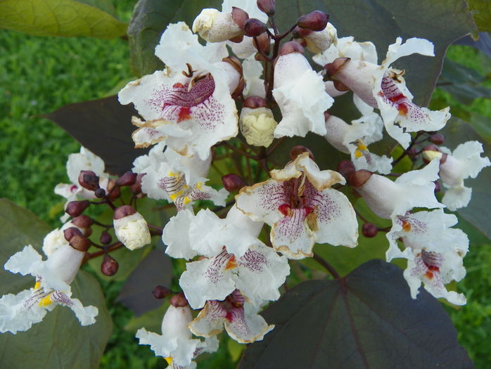 catalpa purpurea
