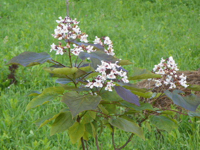 catalpa purpurea