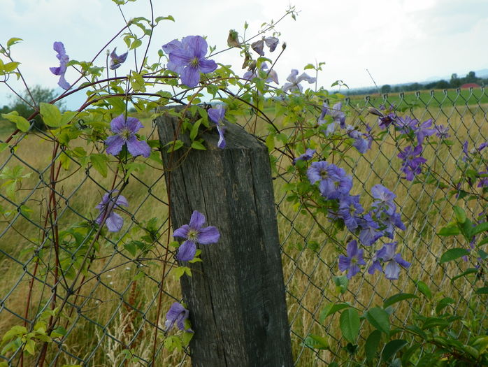 clematis Prince Charles si Solina