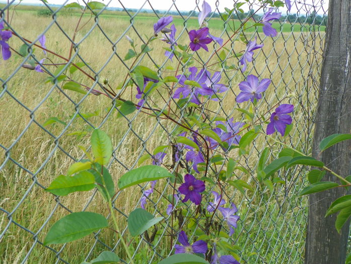 clematis Solina - Dobarland 2016 2