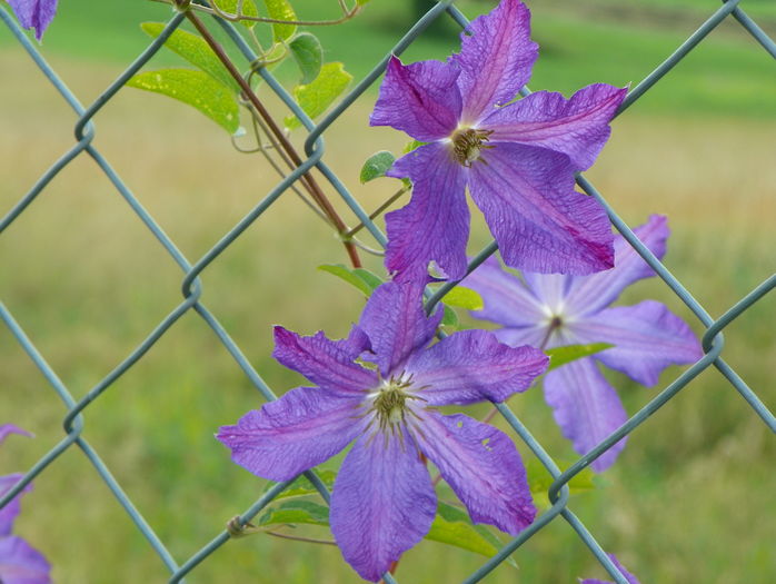 clematis Solina