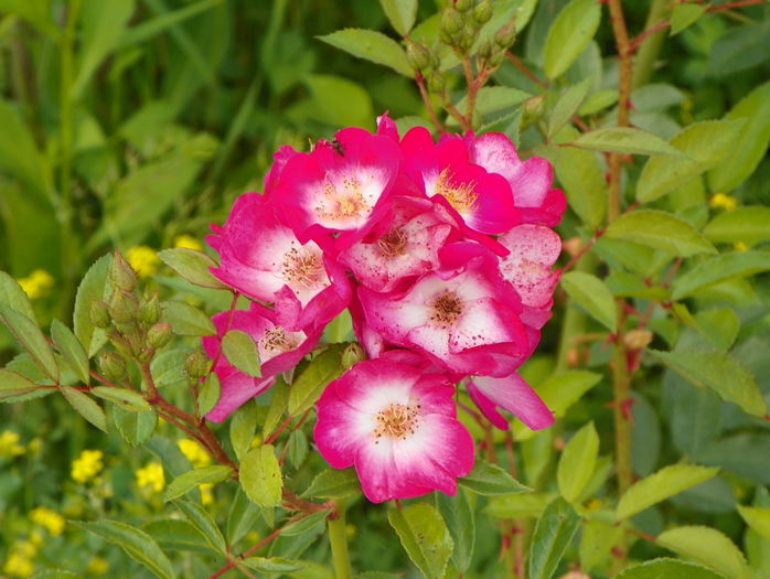 Grand Duc Jean - Trandafiri 2016 3