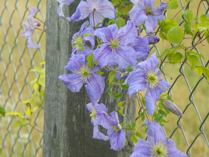 clematis Prince Charles - Dobarland 2016 2