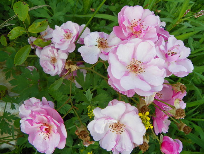 Louis Bleriot - Trandafiri 2016 3