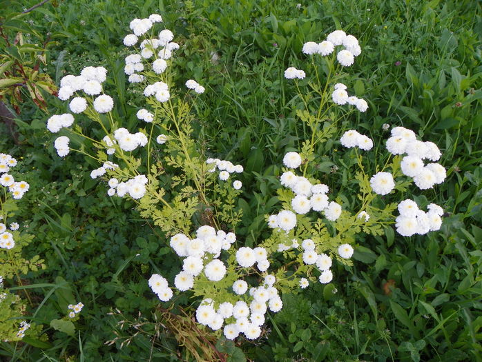 tanacetum parthenium - Dobarland 2016 2