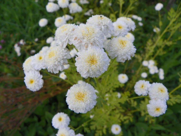 tanacetum parthenium