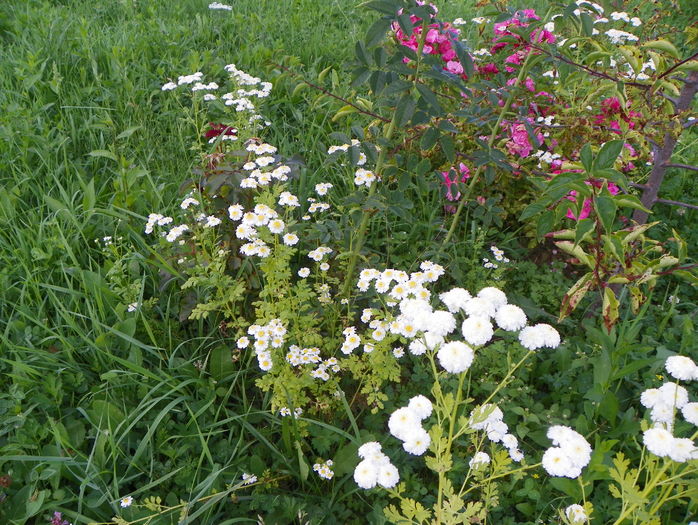 tanacetum parthenium